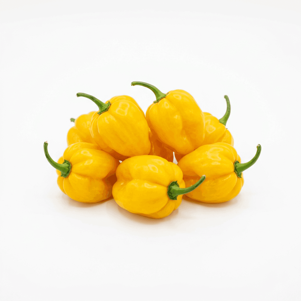 Ajuma (geel)