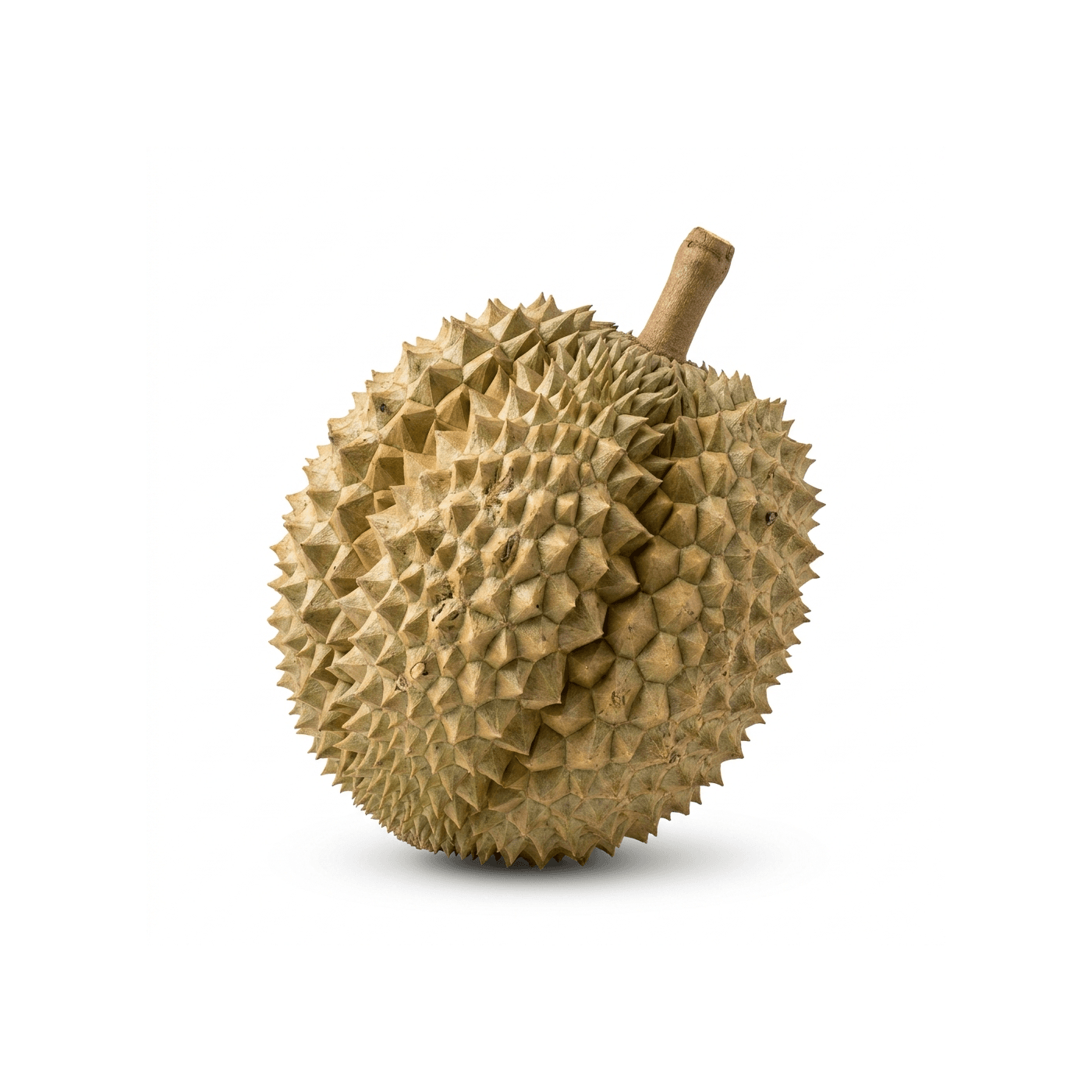 Durian Montongh