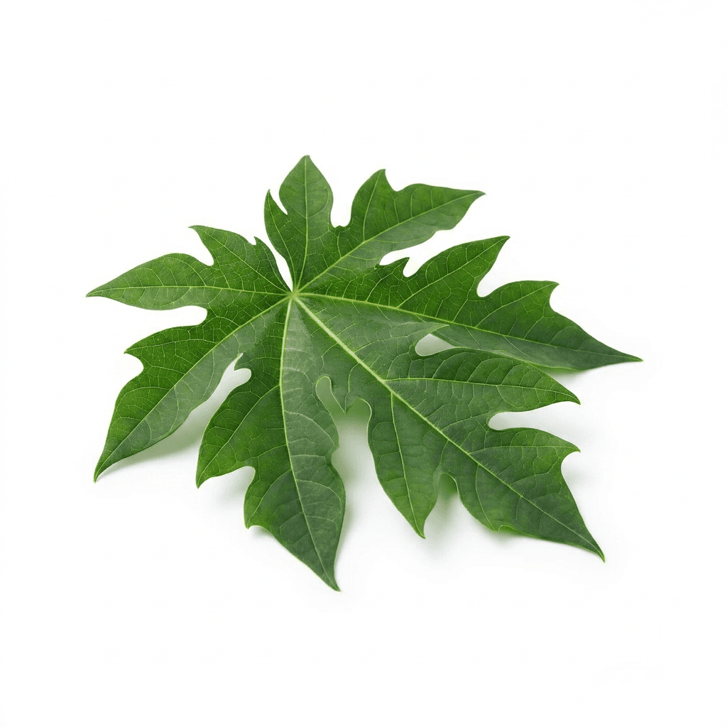 Papaya Blad