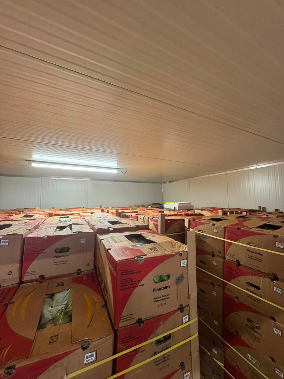 Pallets met Turbana-bakbanaan in de eigen rijpingscel op het Food Center Amsterdam.